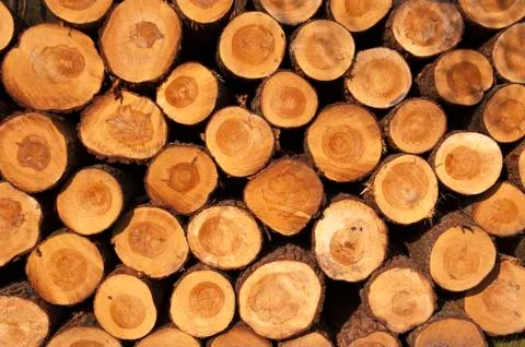 A pile of cut tree trunks giving a nice view of the yearrings Stock Photos