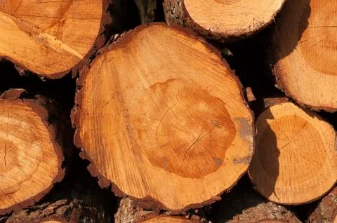 A pile of cut tree trunks giving a nice view of the yearrings Stock Photos