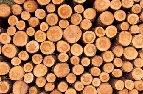 A pile of cut tree trunks giving a nice view of the yearrings Stock Photos