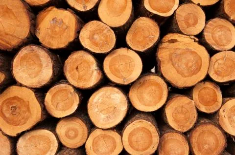 A pile of cut tree trunks giving a nice view of the yearrings Stock Photos