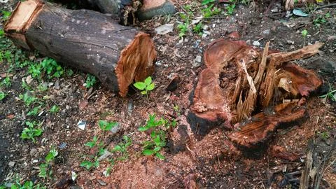 A pile of cut tree trunks lies on the forest floor, deforestation Stock-Fotos