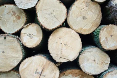 A pile of cut tree trunks Stock Photos