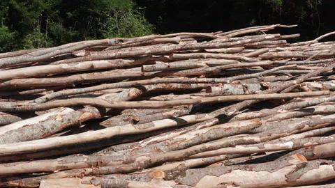 Pile of cut trees' trunks to be used as firewood or material. Heap of wood Stock Footage 212450579