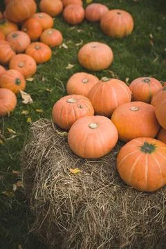 Pile of cute pumpkins at pumpkin patch. Seasonal Pumpkins outdoors. Backgroun Stock Photos