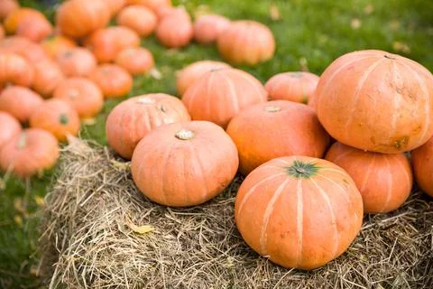 Pile of cute pumpkins at pumpkin patch. Seasonal Pumpkins outdoors. Backgroun Foto stock