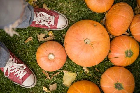 Pile of cute pumpkins at pumpkin patch. Seasonal Pumpkins outdoors. Backgroun Foto stock