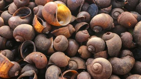 A pile of dead conch shells. Conch house. texture conch shells. Stock Photos