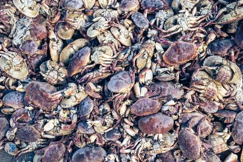 A pile of dead crabs Stock Photos