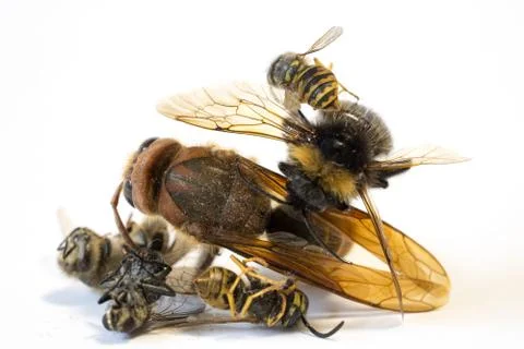 Pile of dead insects on white background III Foto stock