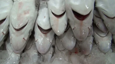 Pile of dead sharks - Dubai fish market, shark finning Stock Footage