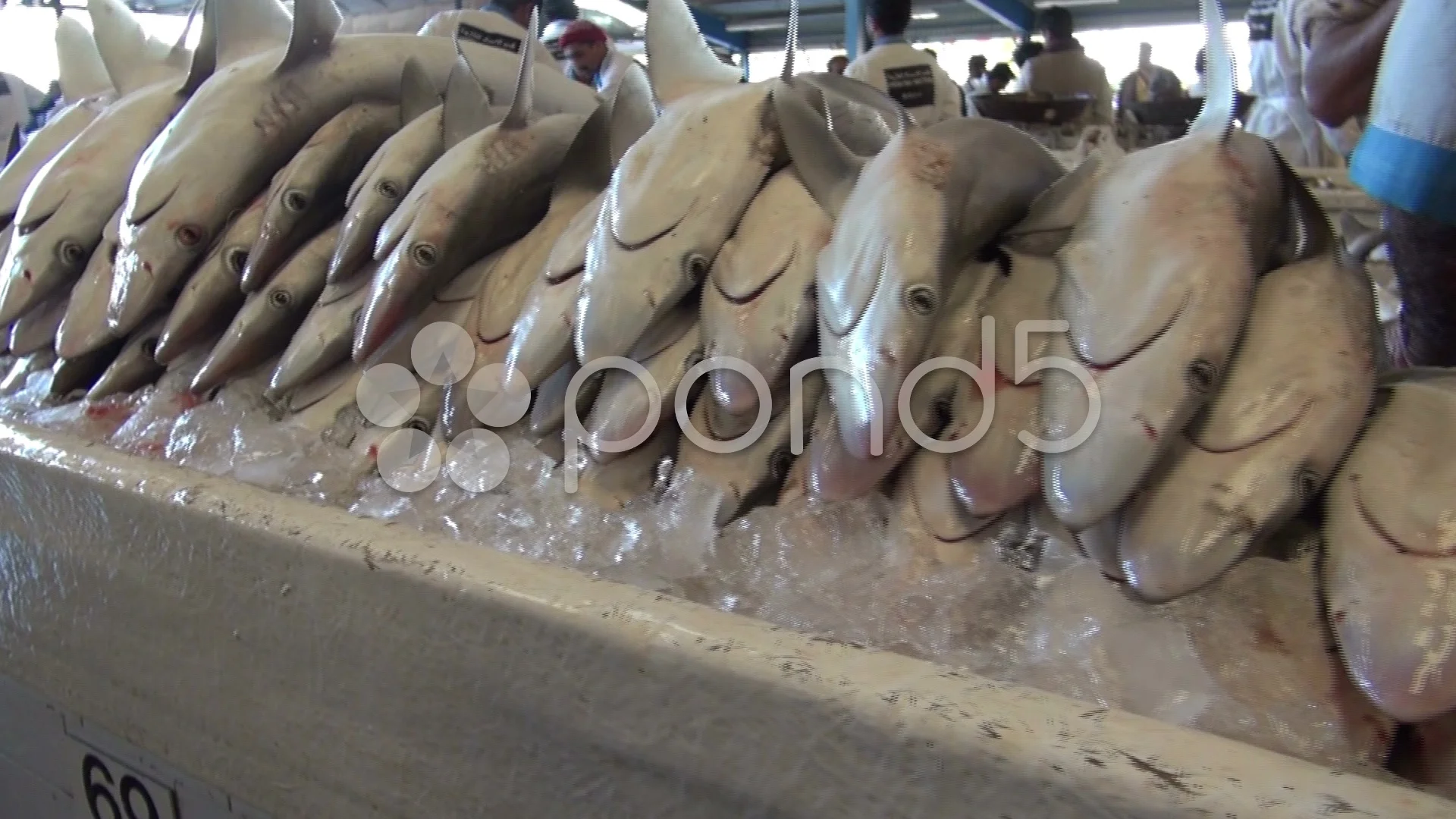 pile of dead sharks - Dubai fish market,, Stock Video