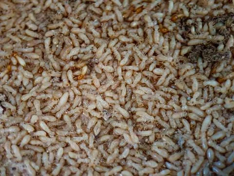 A pile of dead termites Stock Photos