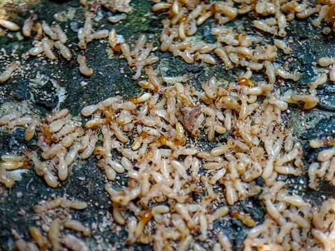 A pile of dead termites Stock Photos