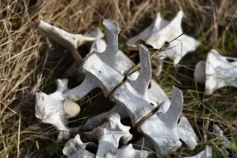 A pile of deer bones in the wild Stock Photos