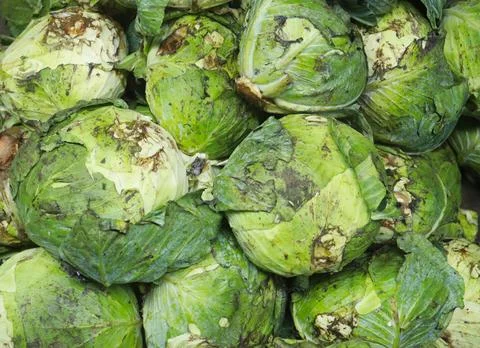 Pile of defective rotten cabbage. dumping cabbage wastage. Stock Photos
