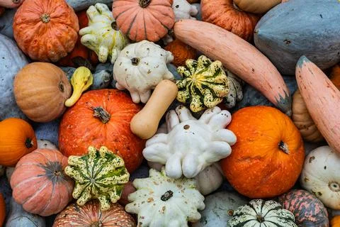 A pile of different colored pumpkins and squash Stock Photos
