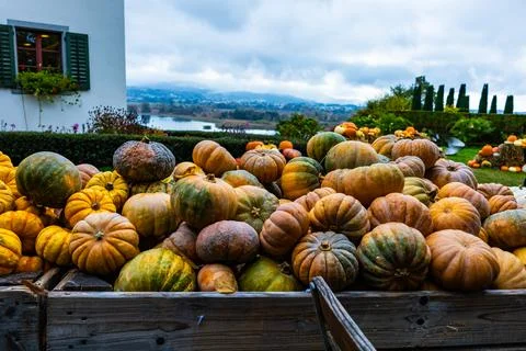 A pile of different colored pumpkins Stock Photos