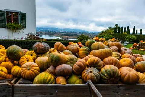 A pile of different colored pumpkins Stock Photos