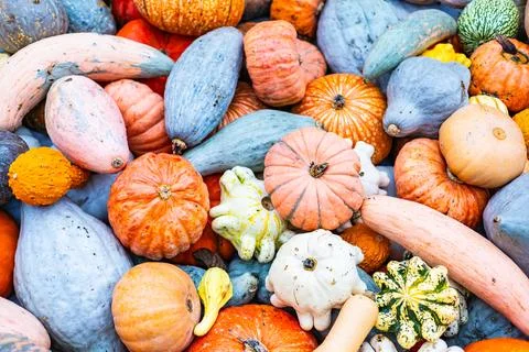 A pile of different colored pumpkins Stock Photos