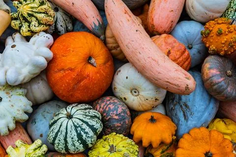 A pile of different colored pumpkins Stock Photos