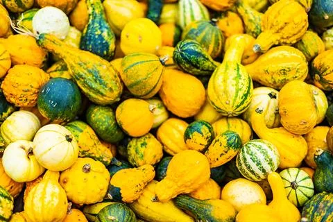 A pile of different colored pumpkins Stock Photos