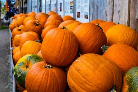 A pile of different colored pumpkins Stock Photos