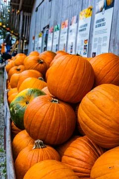 A pile of different colored pumpkins Stock Photos