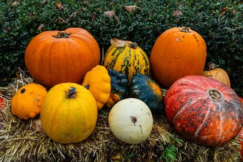 A pile of different colored pumpkins Stock Photos