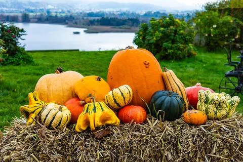 A pile of different colored pumpkins Stock Photos