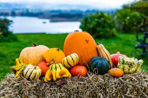 A pile of different colored pumpkins Stock Photos