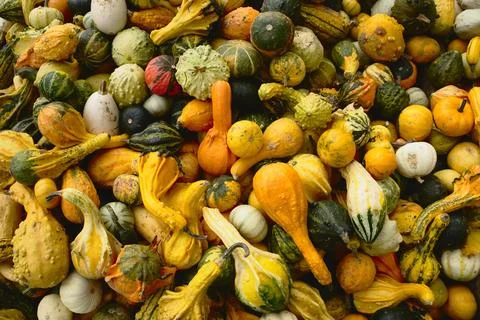 A pile of different colored pumpkins Stock Photos