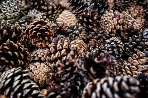 Pile of different coniferous pine trees cones, used as decoration - abstrac.. Stock Photos