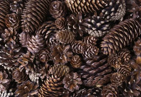 Pile of different coniferous pine trees cones as a beautiful pattern. Foto stock
