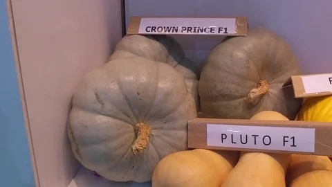 Pile of different types of pumpkins in grocery store Stock Footage 85262119