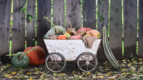 A pile of different types of pumpkins on an old metal cart Stock Footage 290396791