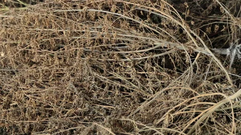 Pile dried cannabis trees Stock Footage 194432392