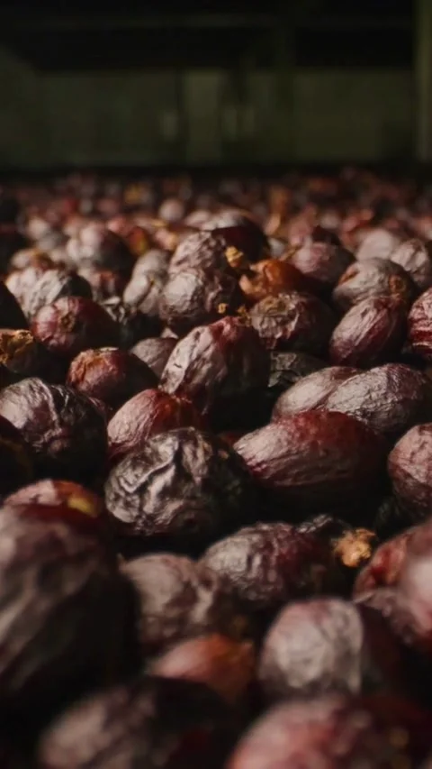 Pile of dried coffee cherries at a processing farm Stock Footage 331928118
