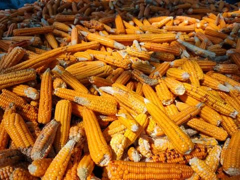 Pile of Dried Corn Cobs and Maize After Harvest, Agricultural Background Stock Photos