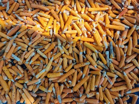 Pile of Dried Corn Cobs and Maize After Harvest, Agricultural Background Stock Photos