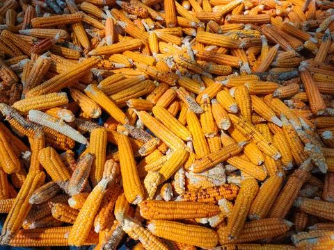 Pile of Dried Corn Cobs and Maize After Harvest, Agricultural Background Stock Photos