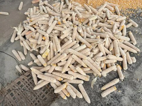 Pile of dried corn cobs on a concrete surface. Stock-Fotos