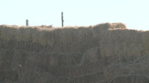 A pile of dried grass Stock Footage 325590551