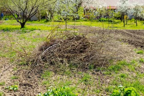A pile of dry branches after pruning trees in the garden. Cleaning and burn.. Stock Photos