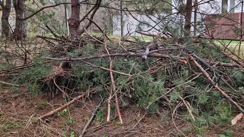 A pile of dry branches and coniferous tree trimmings on the ground Stock Footage 333335846