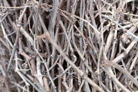 A pile of dry branches of a vine tree in a close up view Foto stock