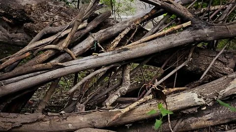 Pile of dry broken tree branches and logs in nature. 스톡 사진