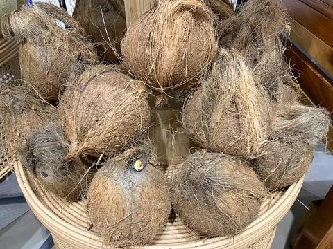 Pile of dry coconuts Stock Photos