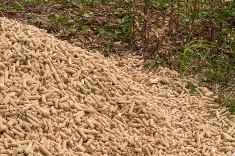 Pile dry corn cobs. Stock Photos