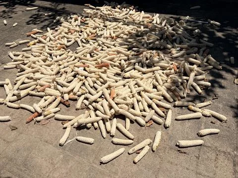 Pile of Dry Corn Cobs on Sunlit Pavement Stock Photos