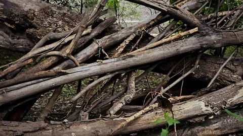 Pile of dry cut tree branches and logs in nature. 스톡 사진